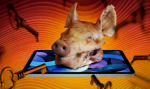 pig 1.png